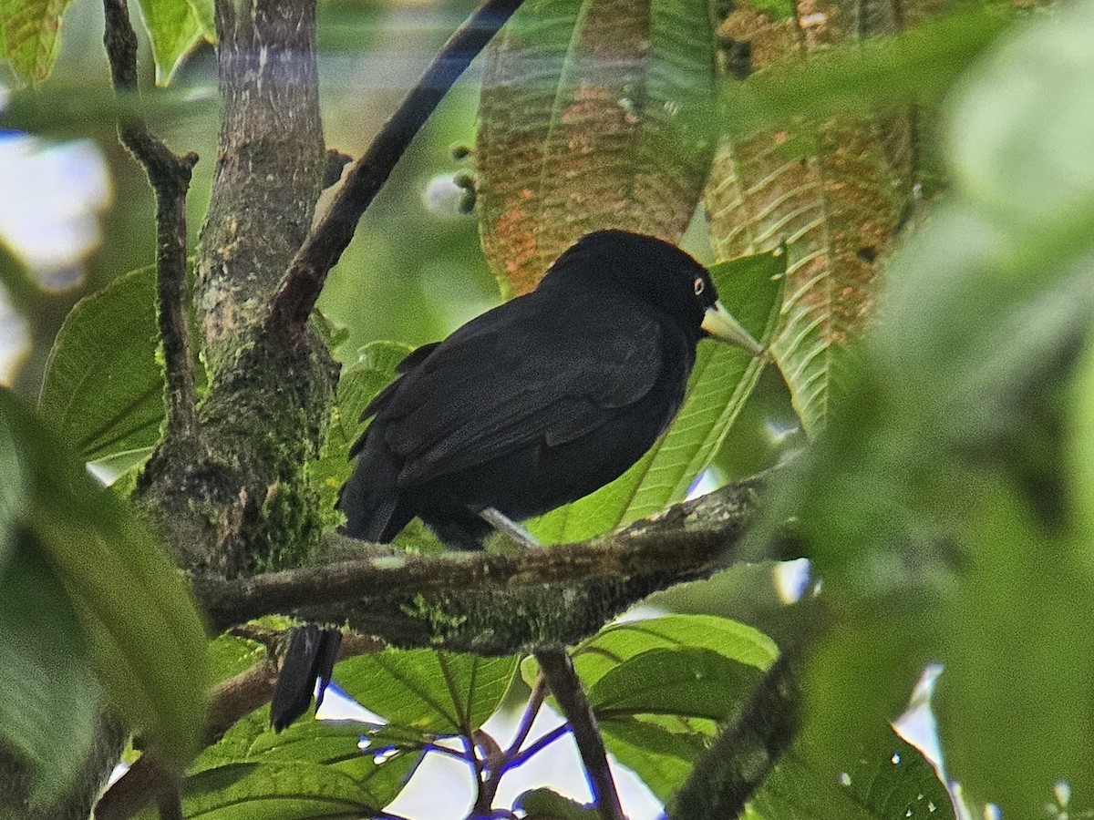 Yellow-billed Cacique - ML624863593