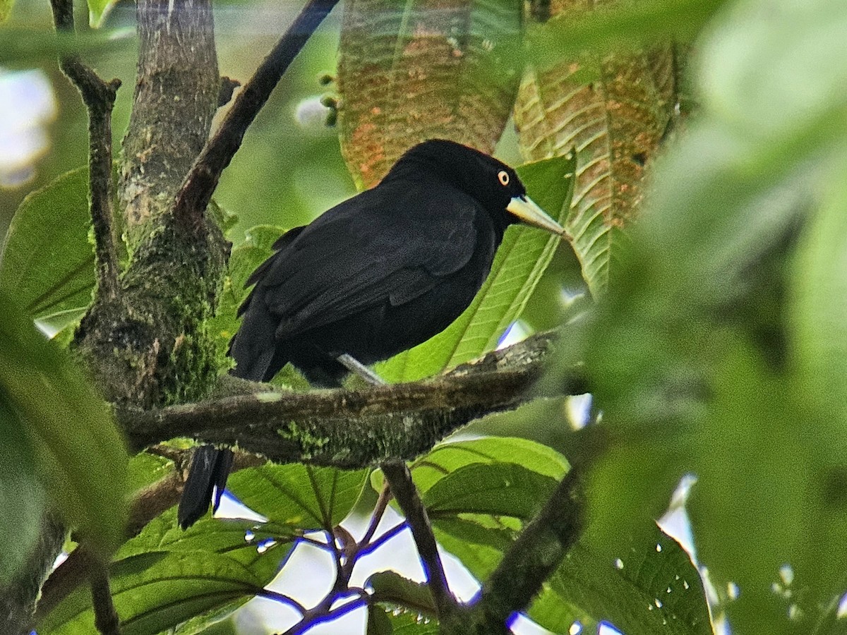 Yellow-billed Cacique - ML624863595