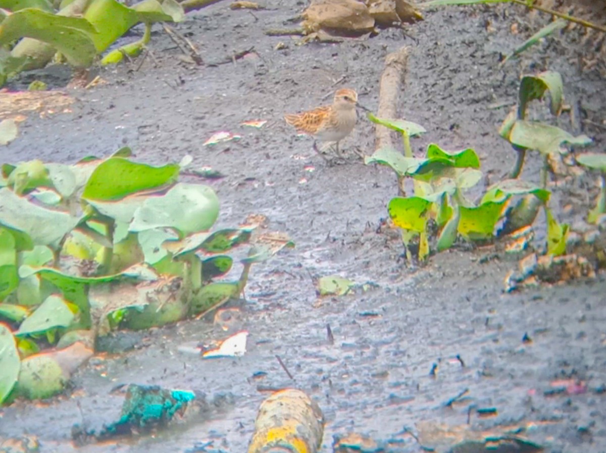 Least Sandpiper - ML624863682