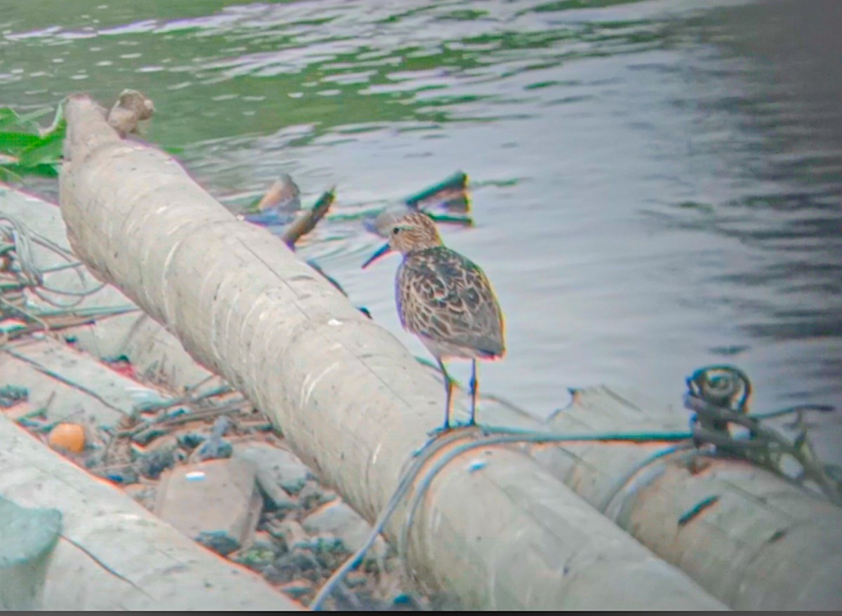 Pectoral Sandpiper - ML624863712