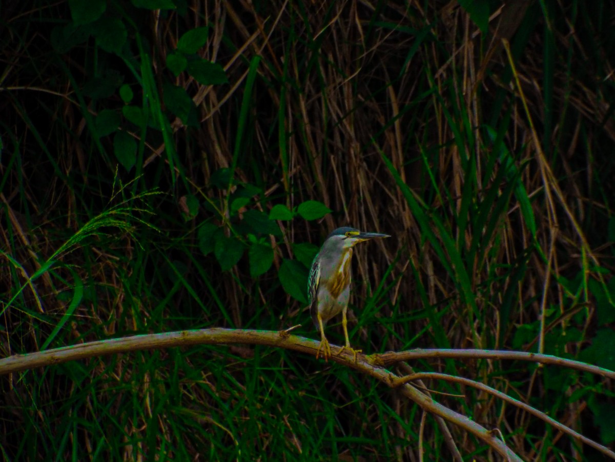Striated Heron - ML624863746