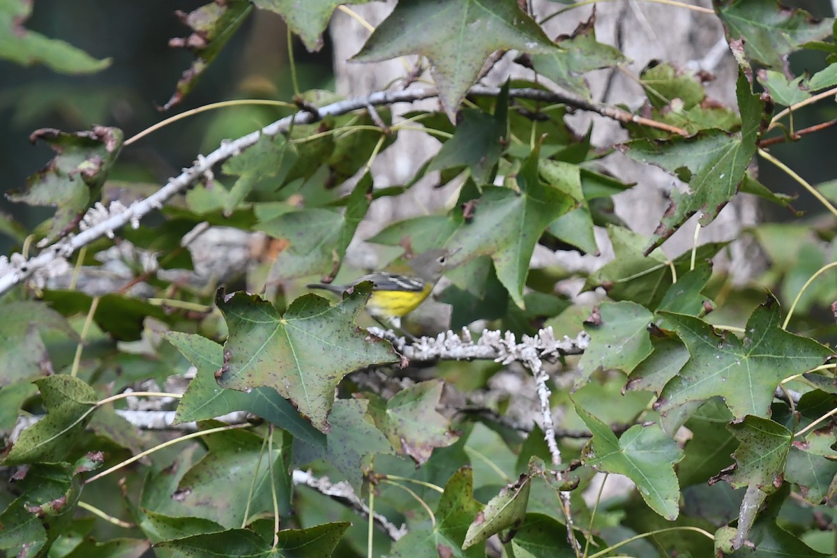 Magnolia Warbler - ML624863784