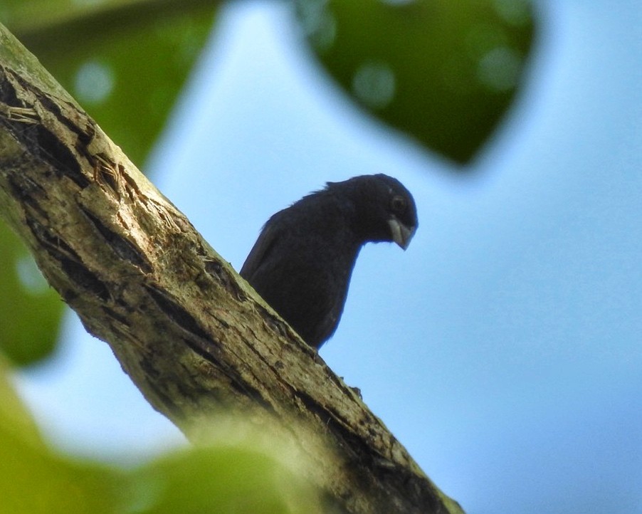 Amazonian Grosbeak - ML624863929