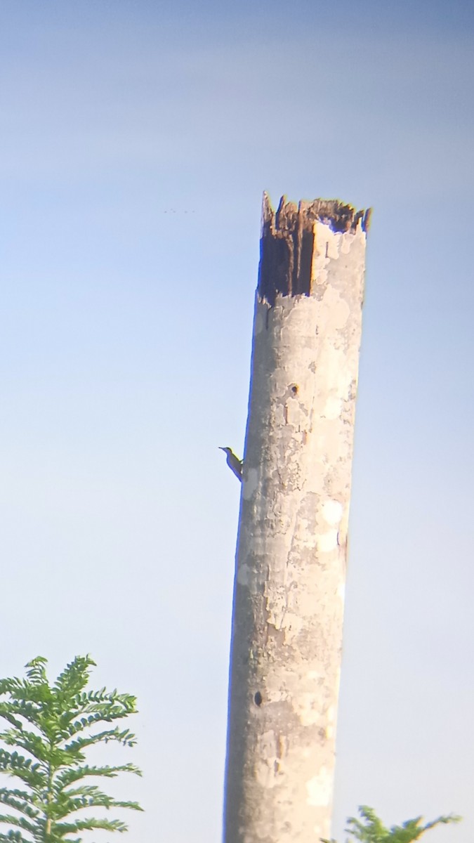 West Indian Woodpecker - ML624863948