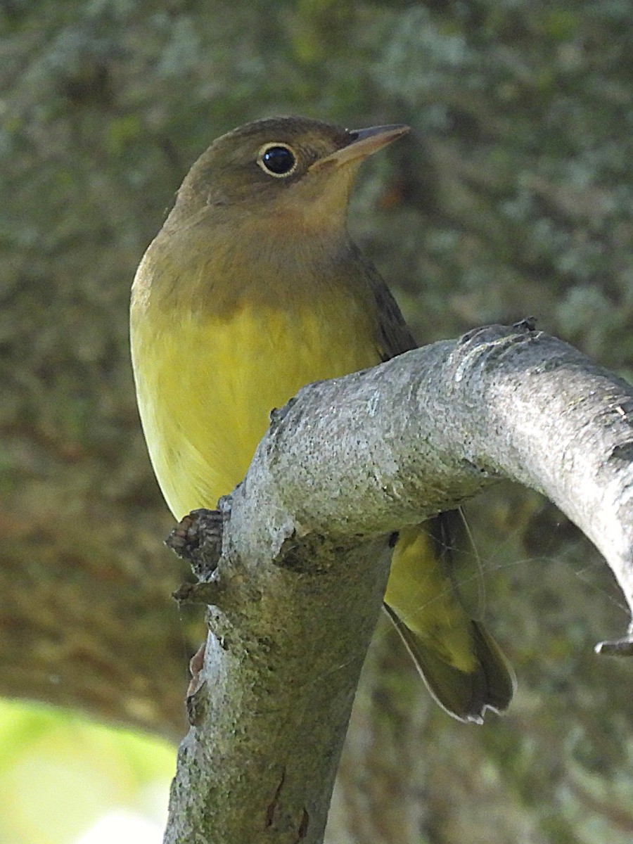 Connecticut Warbler - Kate Atkins