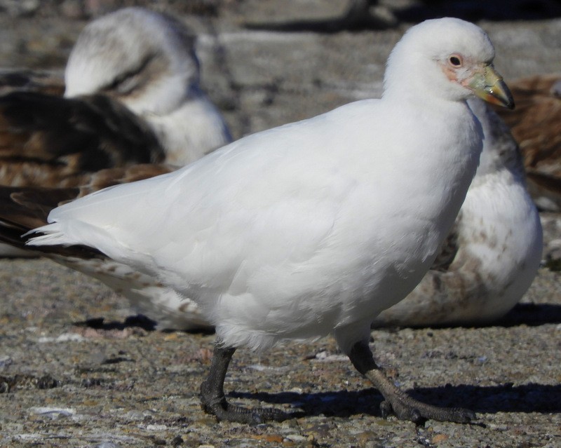 Snowy Sheathbill - ML624864070