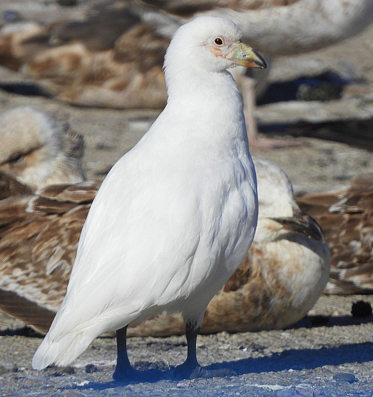 Snowy Sheathbill - ML624864075