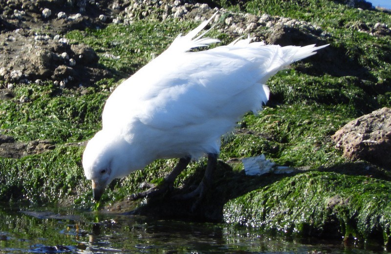 Snowy Sheathbill - ML624864078