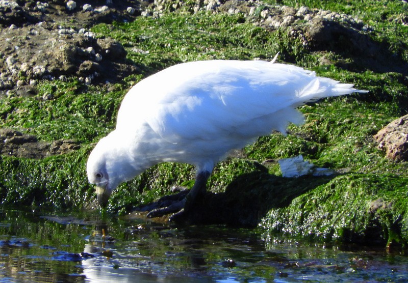 Snowy Sheathbill - ML624864079