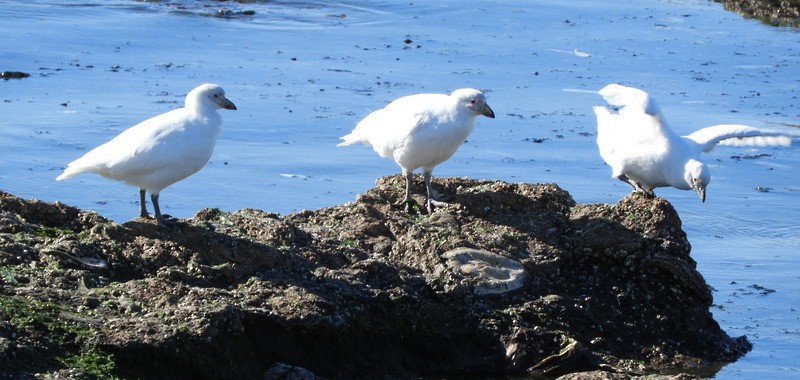 Snowy Sheathbill - ML624864085