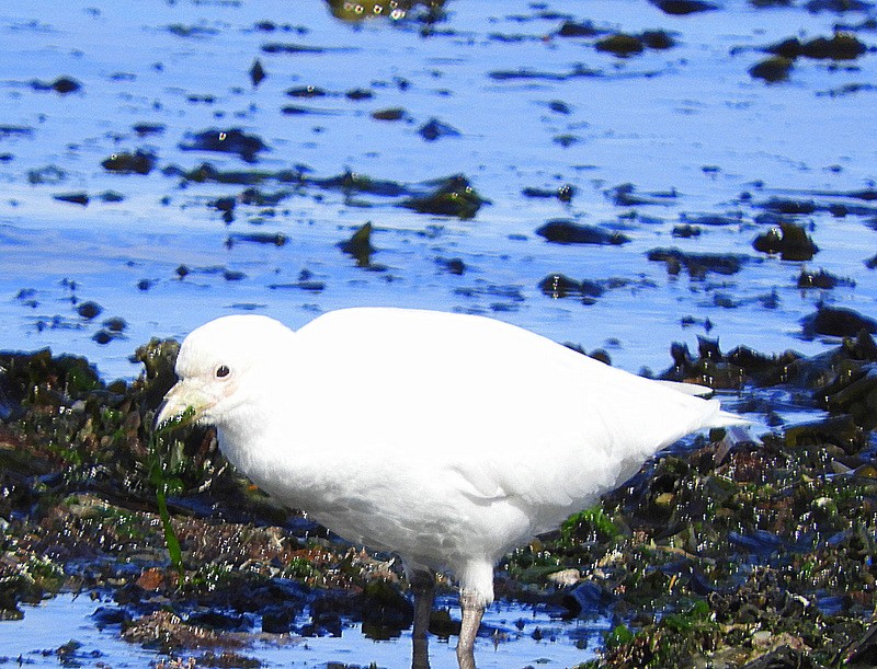 Snowy Sheathbill - ML624864088