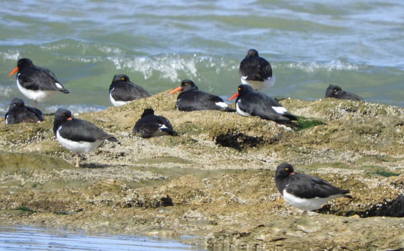 Magellanic Oystercatcher - ML624864097