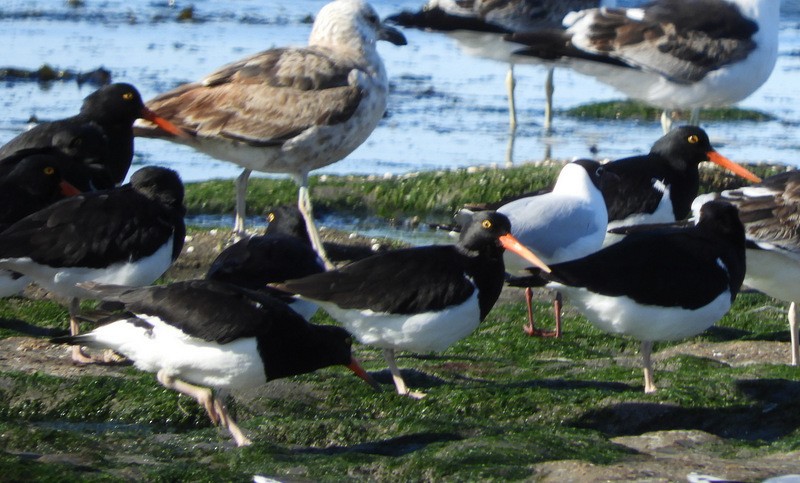 Magellanic Oystercatcher - ML624864110