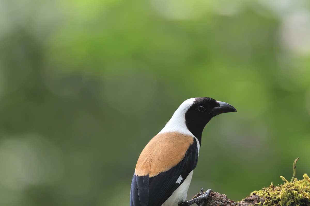 White-bellied Treepie - ML624864148