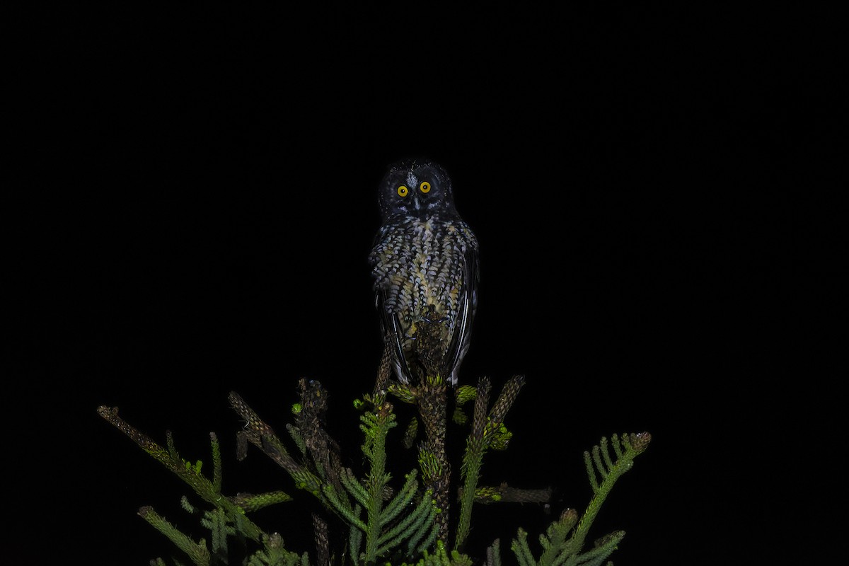 Stygian Owl - ML624864257