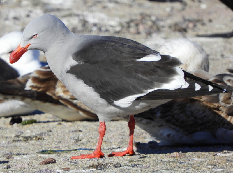 Dolphin Gull - ML624864338