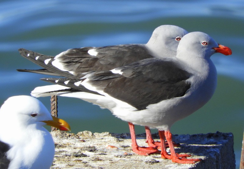 Dolphin Gull - ML624864346