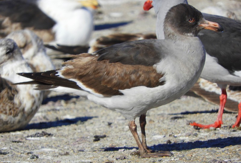 Dolphin Gull - ML624864352