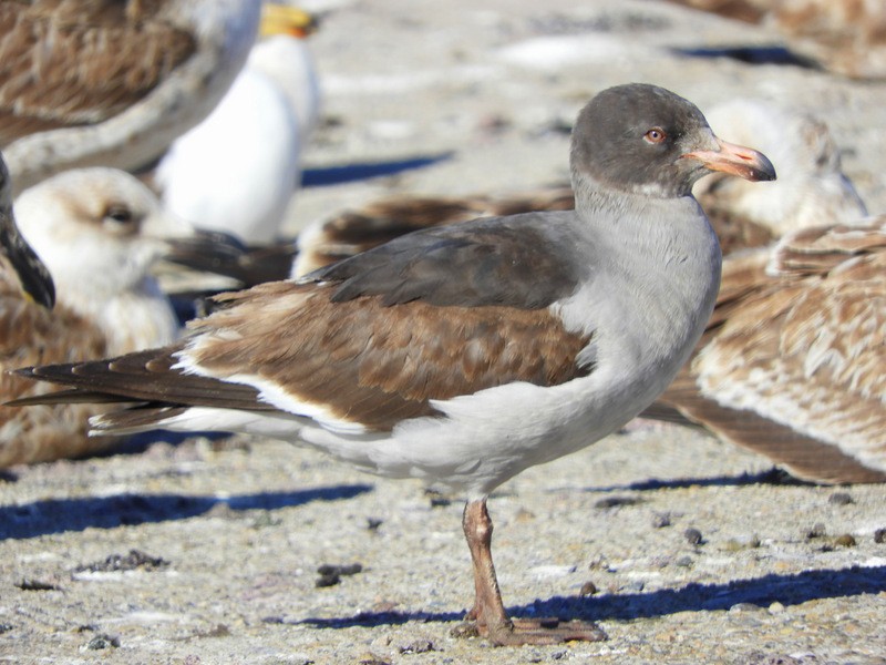 Dolphin Gull - ML624864353