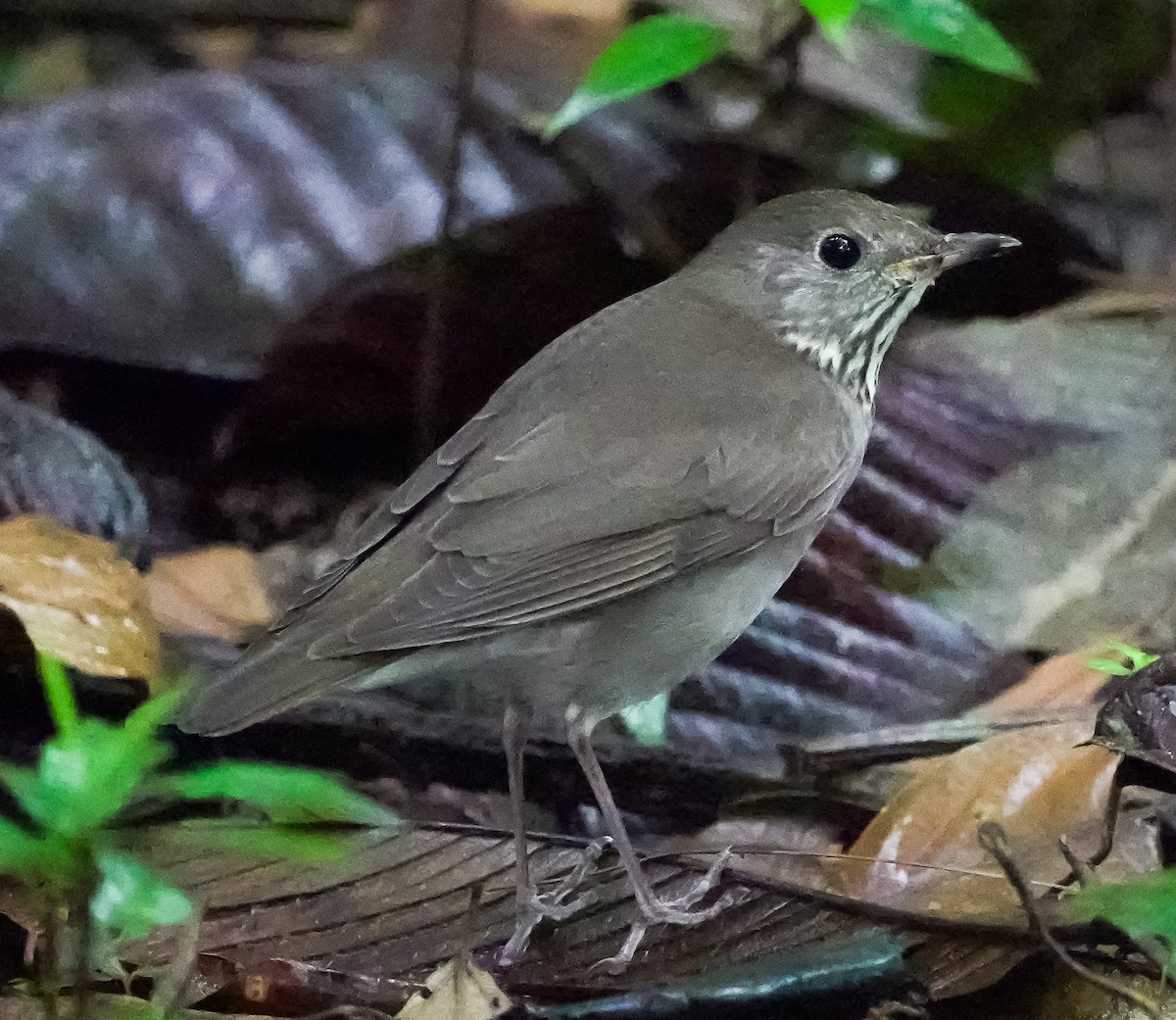 ハイイロチャツグミ - ML624864359