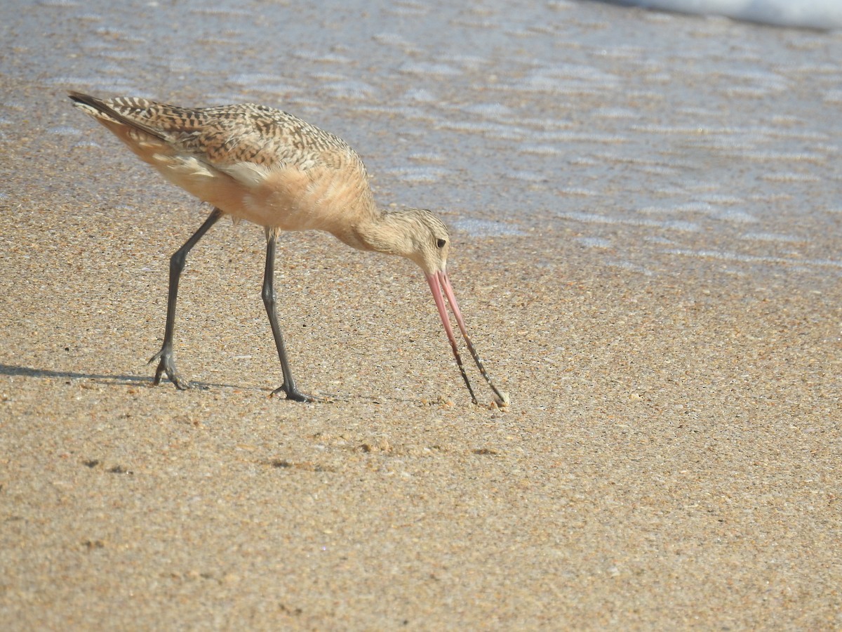 Marbled Godwit - ML624864382