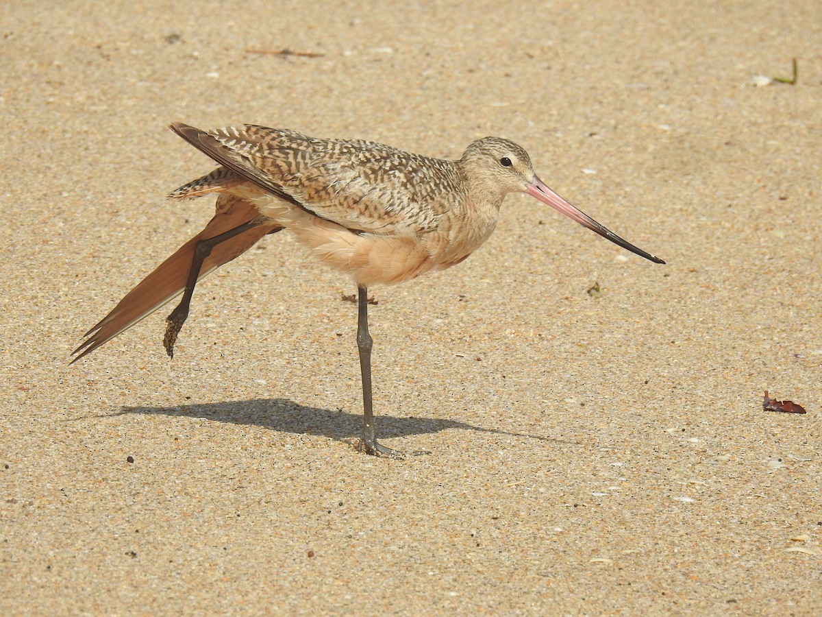 Marbled Godwit - ML624864408