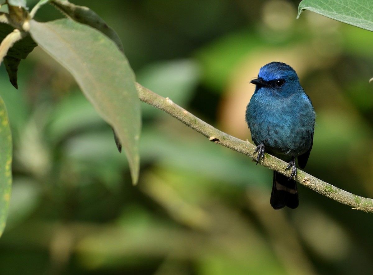 Nilgiri Flycatcher - ML624864599