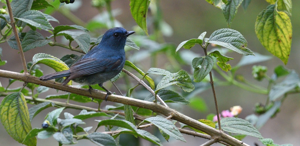 Nilgiri Flycatcher - ML624864600