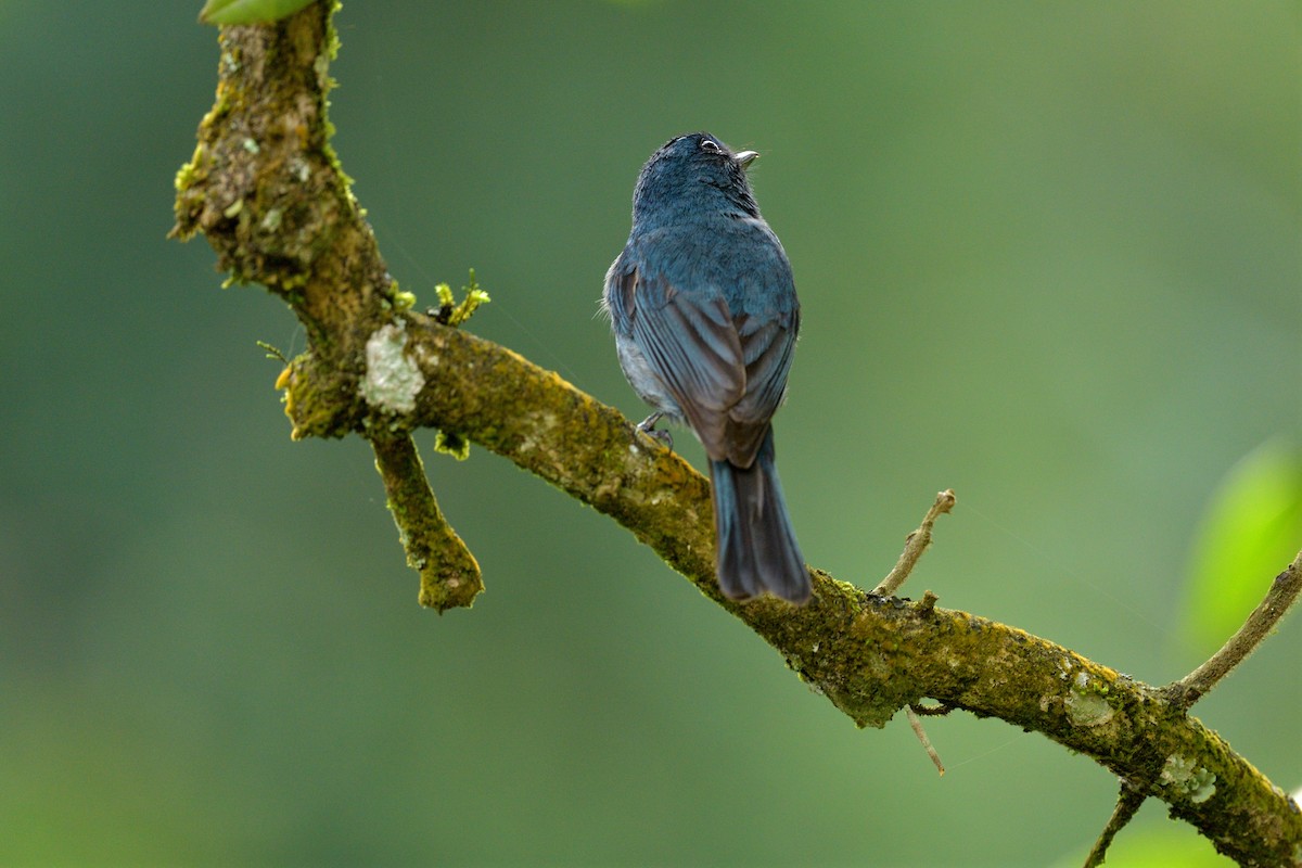 Nilgiri Flycatcher - ML624864601