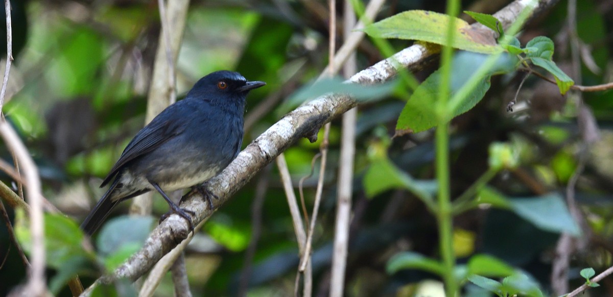 White-bellied Sholakili - ML624864613