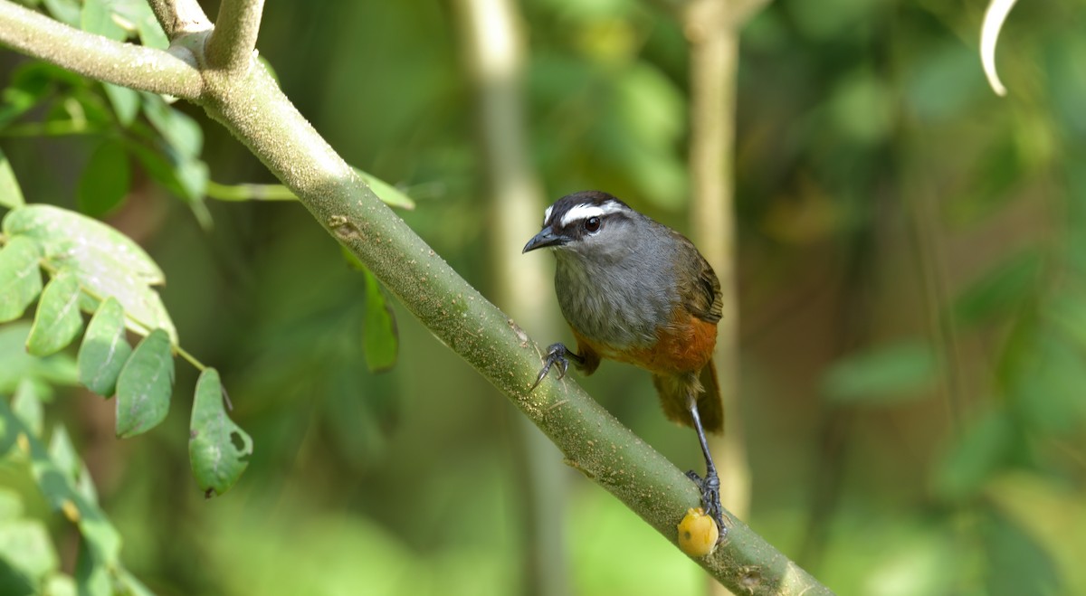 Palani Laughingthrush - ML624864674