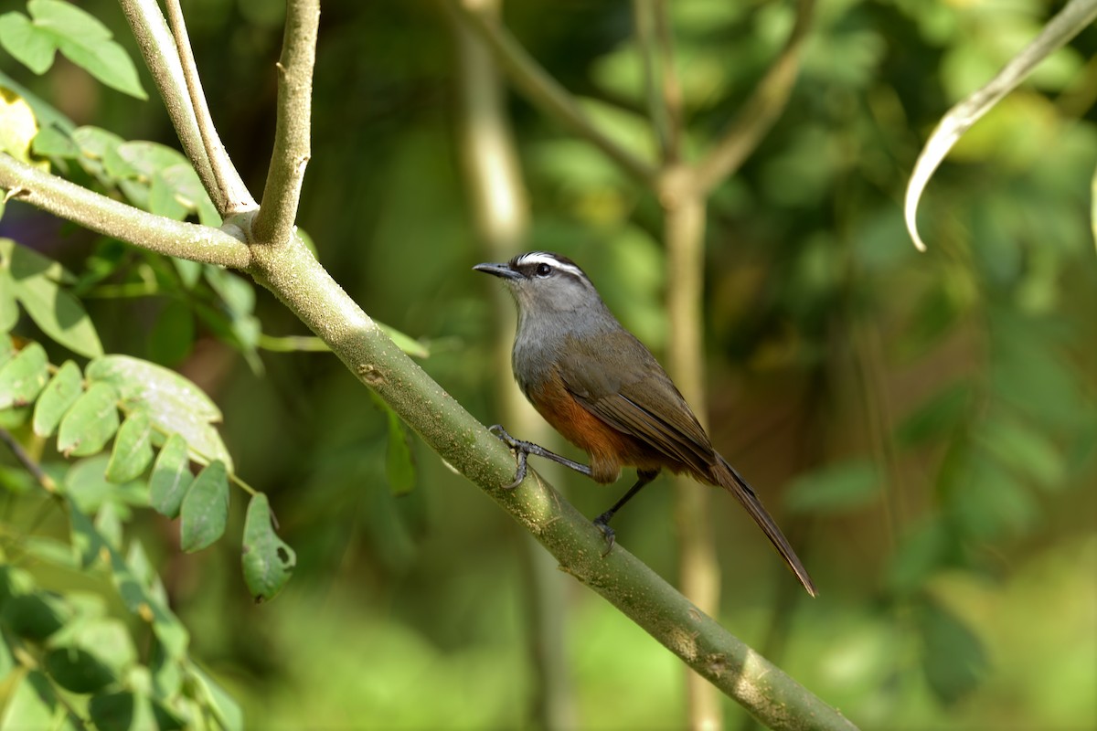 Palani Laughingthrush - ML624864675