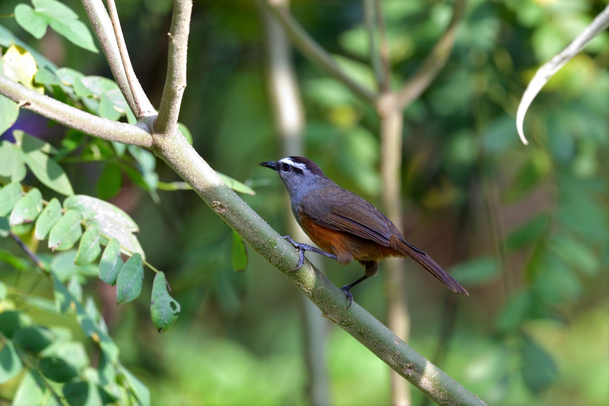 Palani Laughingthrush - ML624864677