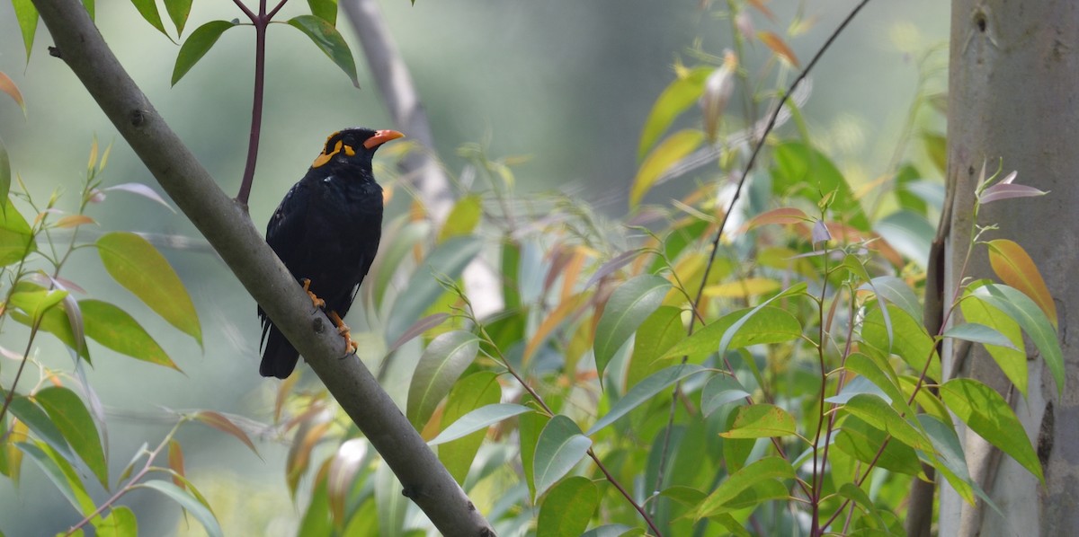 Southern Hill Myna - ML624864698