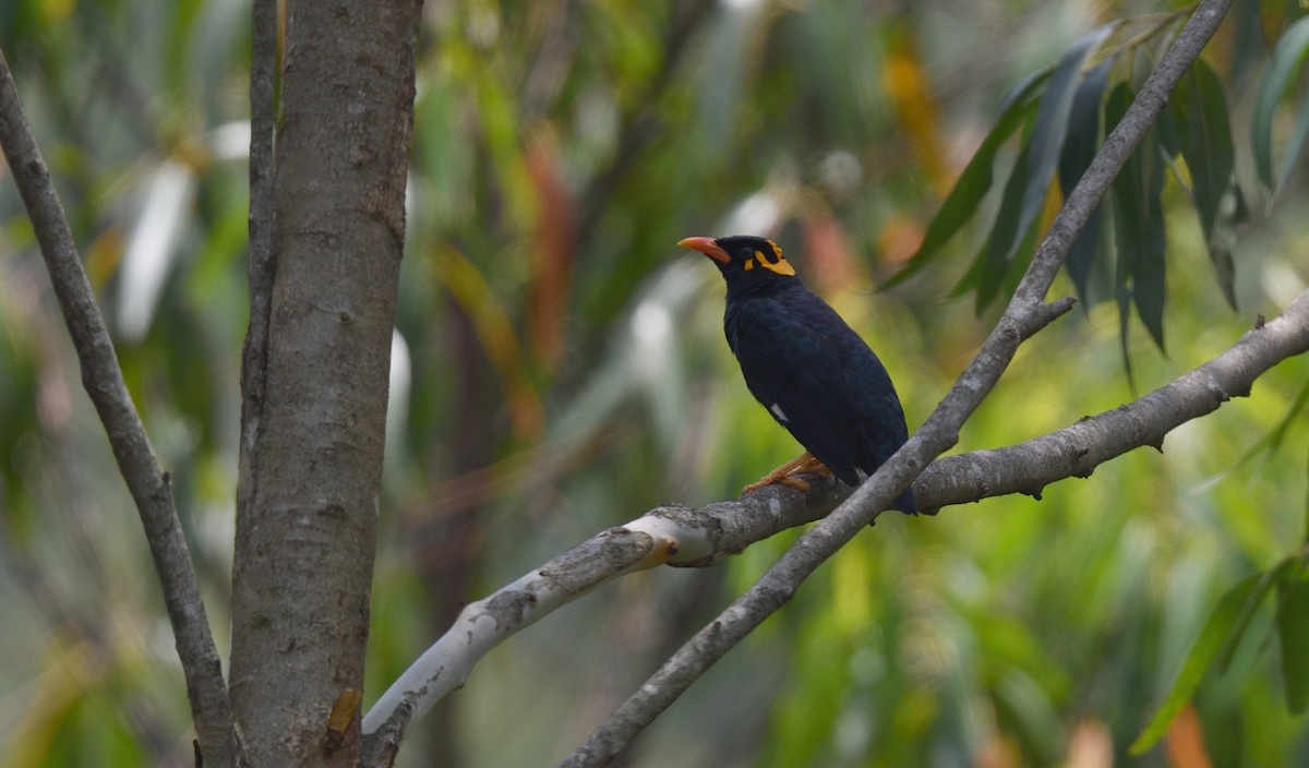 Southern Hill Myna - ML624864699