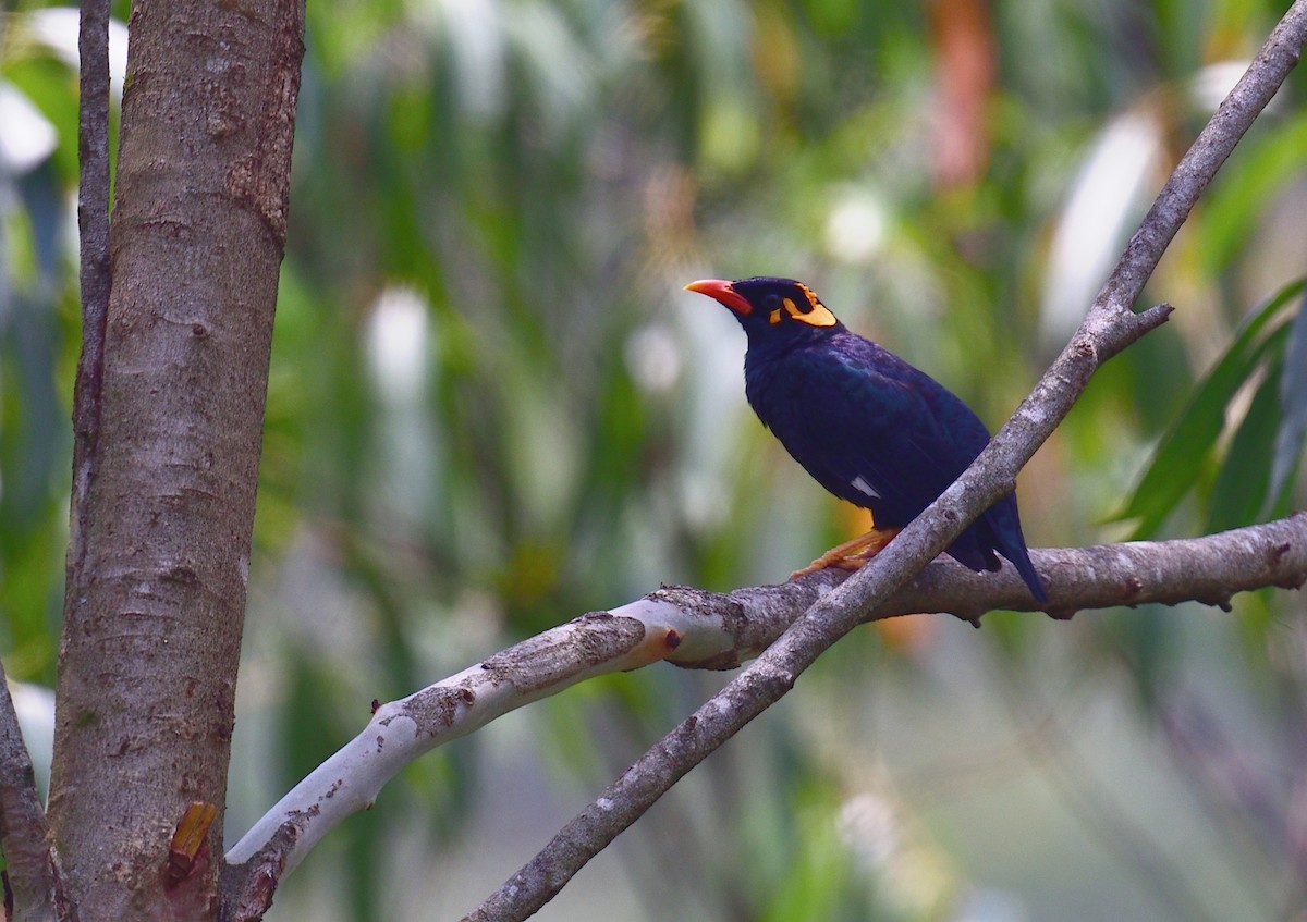 Southern Hill Myna - ML624864700