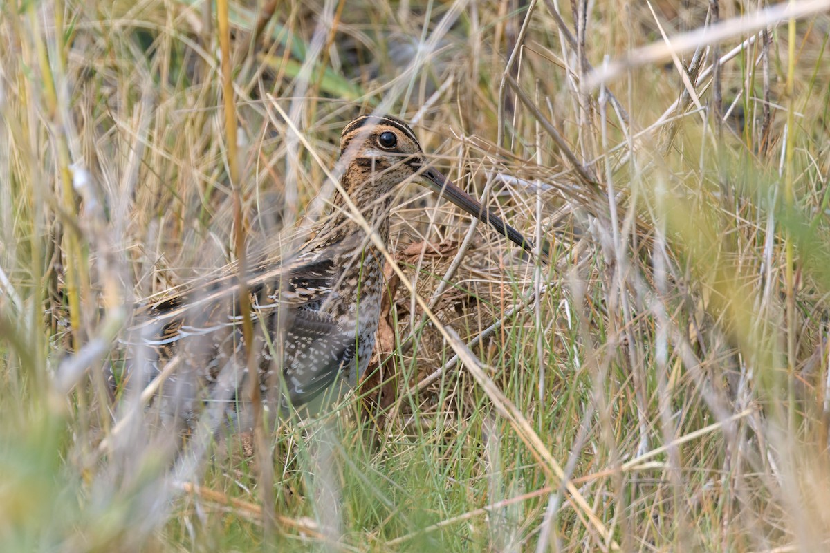 bekasina severoamerická - ML624864736