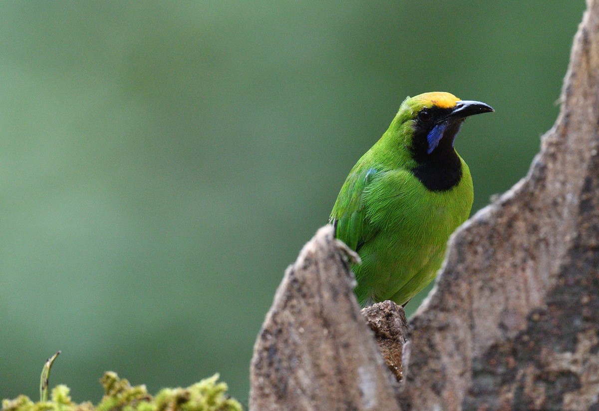 Golden-fronted Leafbird - ML624864787