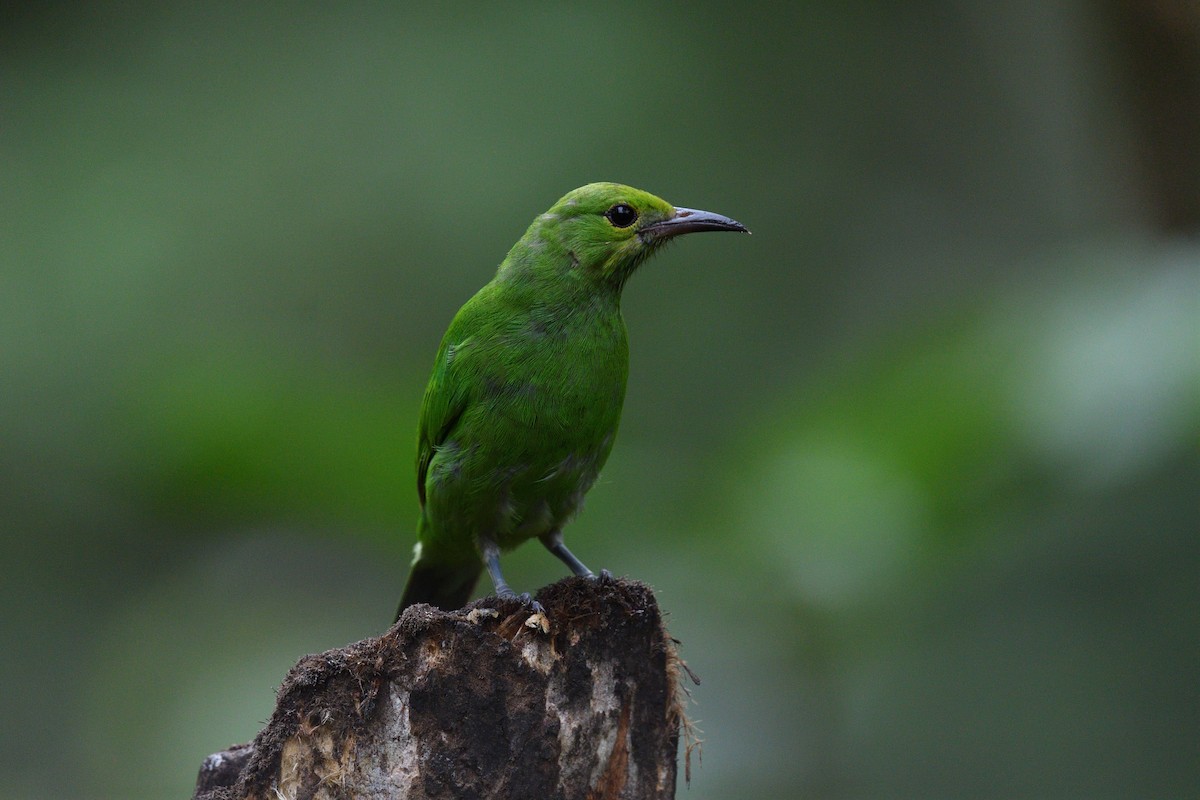 Golden-fronted Leafbird - ML624864788