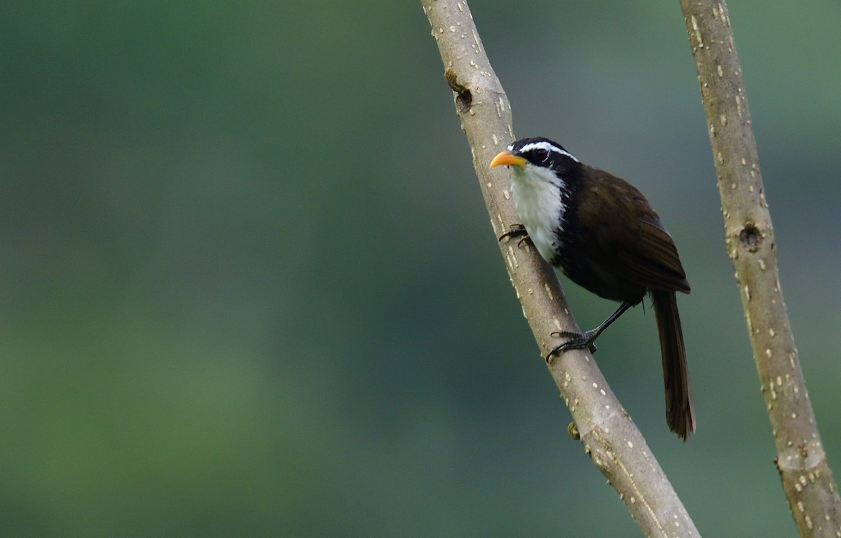 Indian Scimitar-Babbler - ML624864856