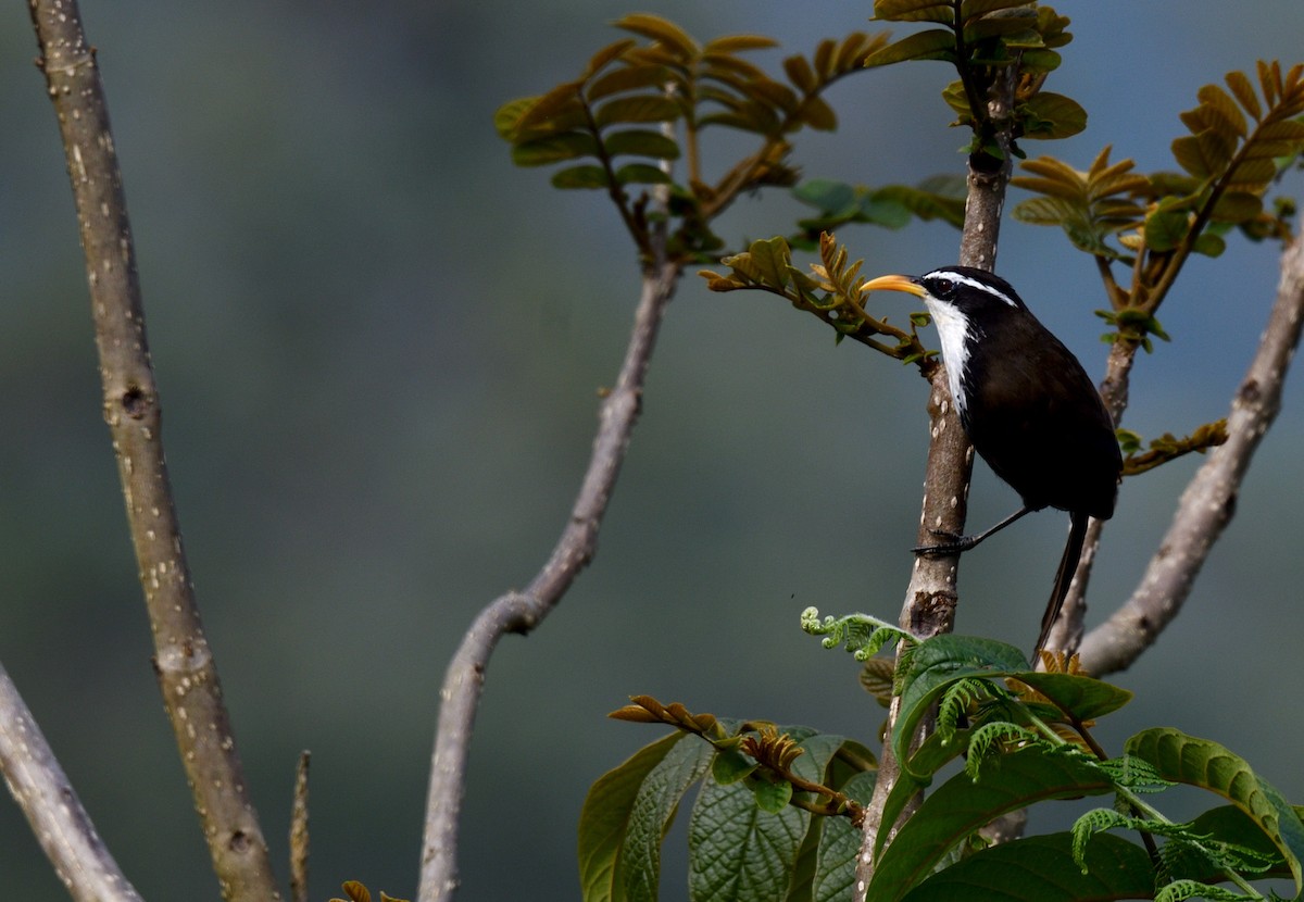 Indian Scimitar-Babbler - ML624864857