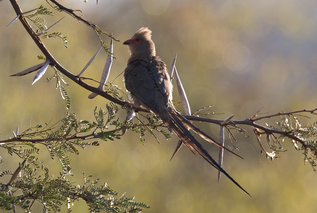 Red-faced Mousebird - Sean Buchanan