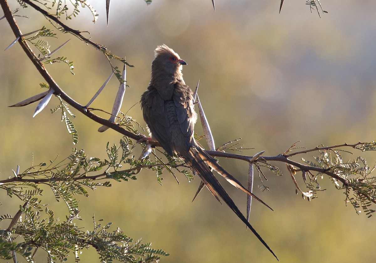 Red-faced Mousebird - ML624864930