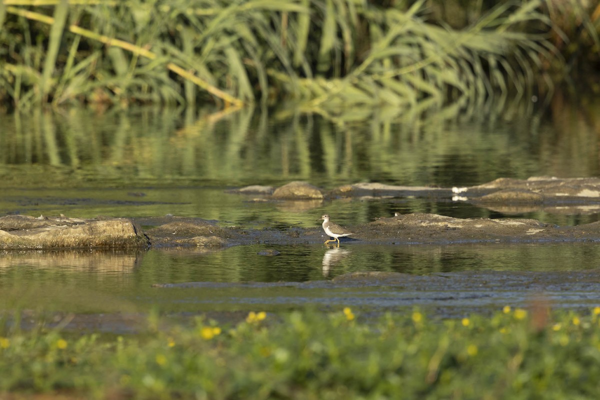 vodouš samotářský - ML624864931