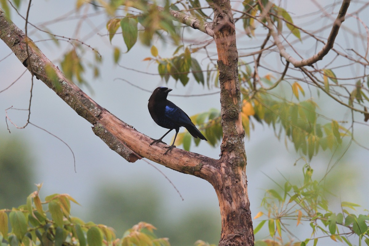 Malabar Whistling-Thrush - ML624864935