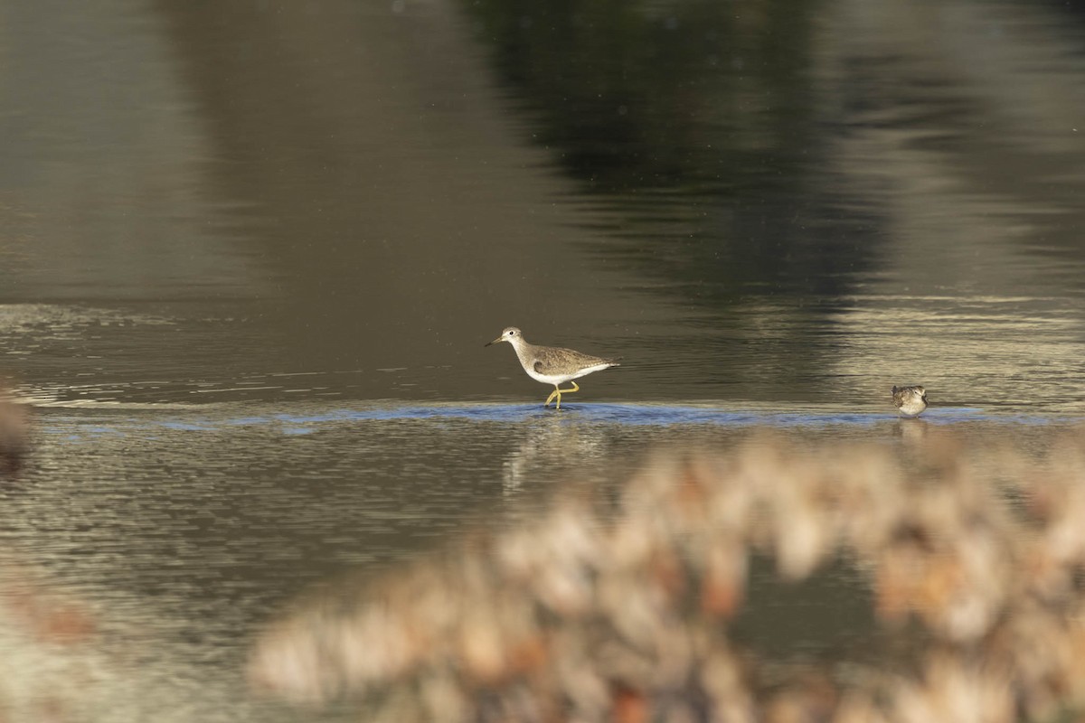 vodouš samotářský - ML624864996