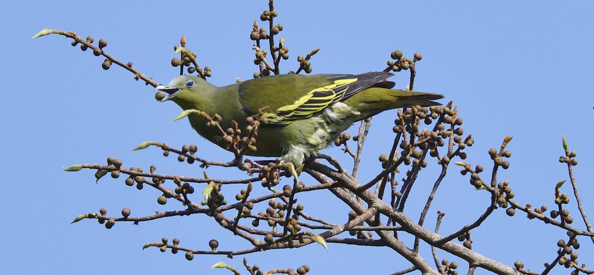 Gray-fronted Green-Pigeon - ML624865163