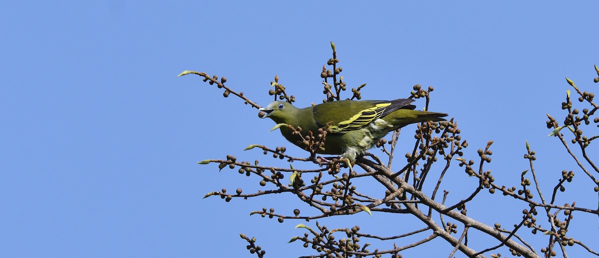 Gray-fronted Green-Pigeon - ML624865164