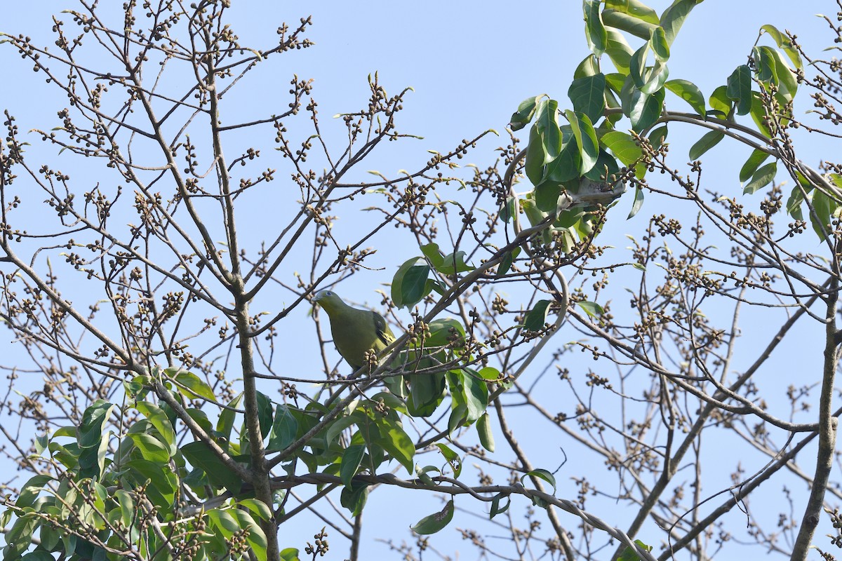 Gray-fronted Green-Pigeon - ML624865165