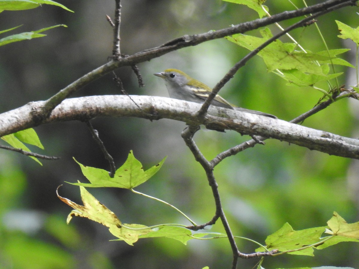 Chestnut-sided Warbler - ML624865178
